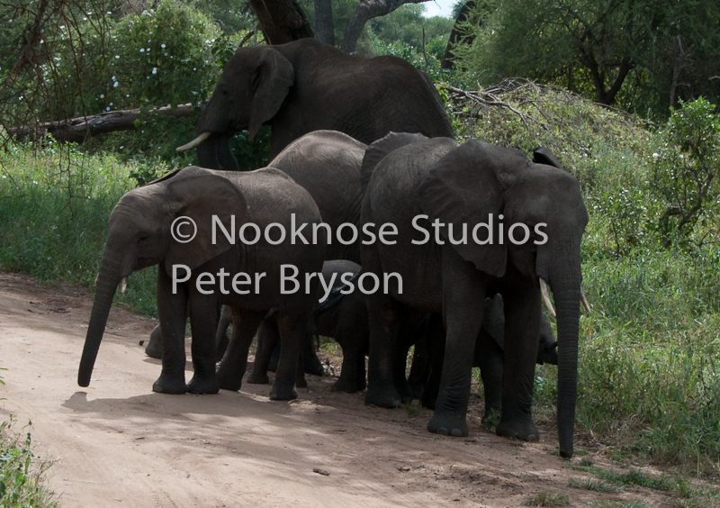 African Elephants  08